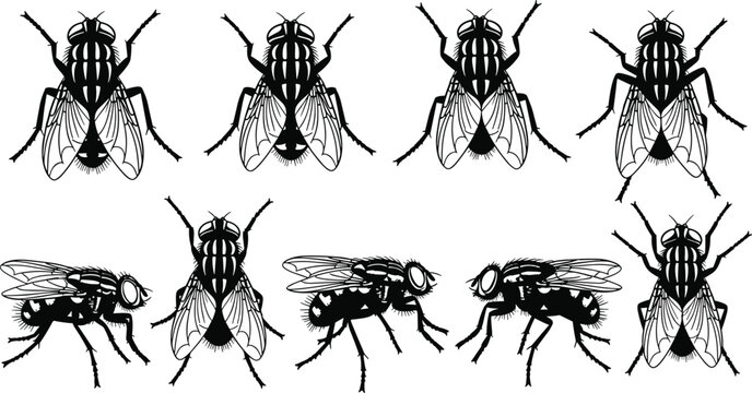 Housefly Insect Silhouette Vector Set featuring Common House Fly Musca Domestica in Various Top and Side Views for Pest Control Design