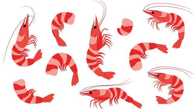 Set of red shrimp and prawn vector illustrations featuring whole shellfish and peeled tails for seafood restaurant menu and culinary design