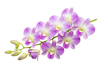Delicate light purple dendrobium orchid spray with cream centers and green buds, ultra-realistic studio photo, top-down view on transparent background. Concept of pristine botanical elegance
