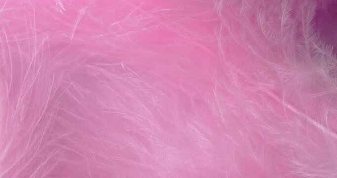 Macro Pink Feather Texture Background. Close-up abstract video showcasing delicate, fluffy pink feathers with soft textures and subtle drifting motion in a pastel-filled frame.