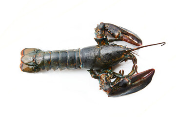 Live lobster isolated on white background