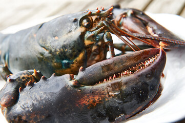 Live fresh lobster showing large claw and head