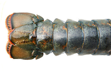 Spiny lobster tail section on white background