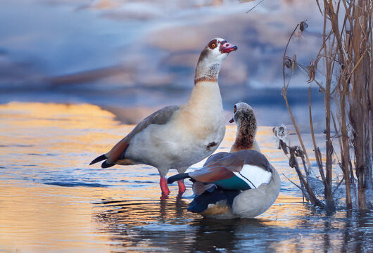 2 Nilg&auml;nse am Fuldaufer