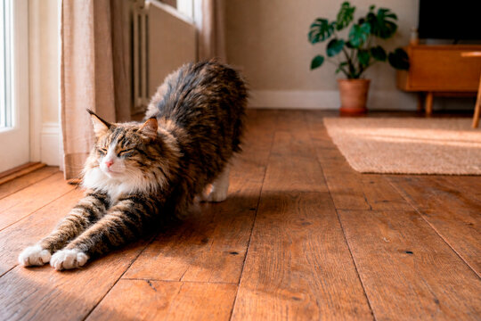 Fluffy tabby cat stretching on a wooden floor in a sunny living room. Cute domestic pet doing yoga pose at home. Morning relaxation concept