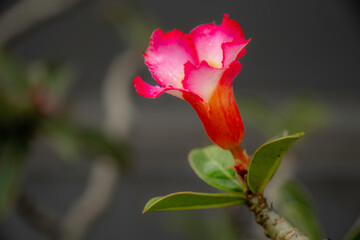 Close-up of a pink Adenium flower (Desert Rose) with morning dew drops on petals. Beautiful tropical ornamental plant in a garden with soft bokeh background.