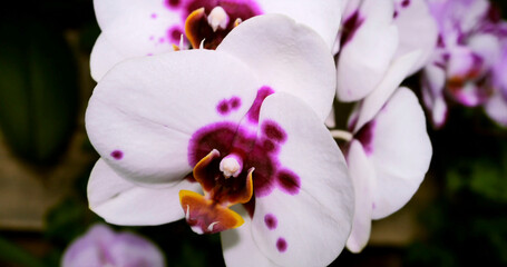 Orchid blooms with white petals and purple spots under natural light in a garden setting © Joachim