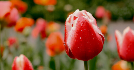 Fototapeta premium Red tulip with raindrops stands out among colorful flowers in a garden during springtime