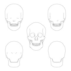 A set of human skull contour drawings in various angles and sizes, ideal for medical or artistic projects.