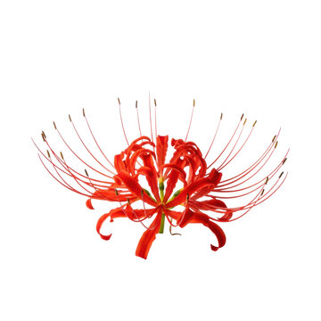 A single red spider lily bloom, ultra realistic, with intensely curled petals and dark anthers, captured against a transparent studio background for copy space. concept of traditional japanese