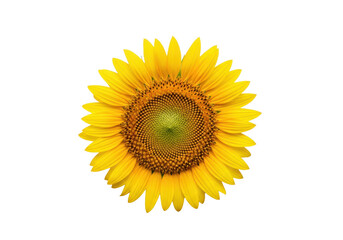Obraz premium high-detail photorealistic flat lay shot of a single, perfect yellow sunflower head, showcasing the intricate dark center fibonacci spiral, isolated on a transparent background, concept of natural