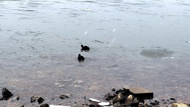 Black coots swimming in river during snowfall