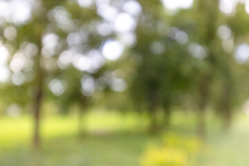 Blurred green forest background with natural bokeh light,Abstract blurred green nature background of trees in the park with soft sunlight and beautiful round bokeh circles. Perfect for summer, spring, © banjongseal324