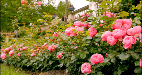 Naklejka premium Roses bloom in a garden near a walkway during daylight hours in a public park setting