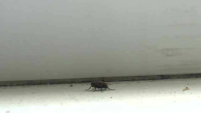 Dusty windowsill inside a home with a fly crawling, falling, and scratching its legs. Close-up texture showing household dirt and insect behavior