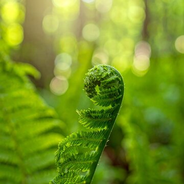 Young fern frond unf unfurling in soft sunlight green nature closeup