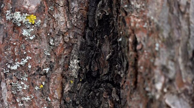 Close-up of tree trunk texture with detailed bark covered by green moss and lichen. Smooth motion video shows natural forest elements and organic patterns in vivid colors
