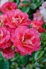 Obraz premium vertical vivid pink floribunda rose with soft garden bokeh