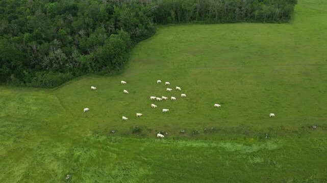 Drone shot of a herd of cows grazing in a lush green pasture near a forest in the Morvan region of France.