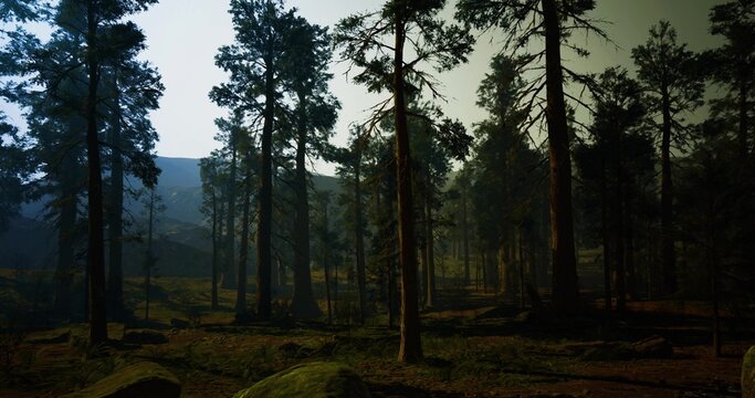 expansive pine forest panorama with distant hills and wide horizon, tall trunks frame sweeping wilderness vista, rugged terrain and open sky convey epic scale