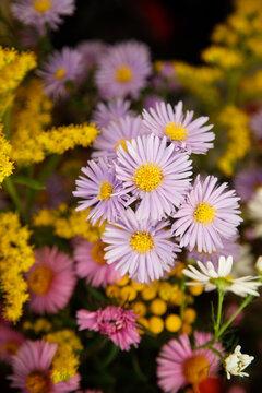Michaelmas daisy in a bouquet