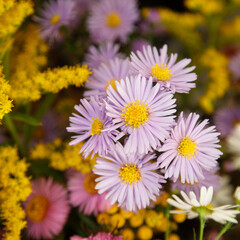 Michaelmas daisy in a bouquet
