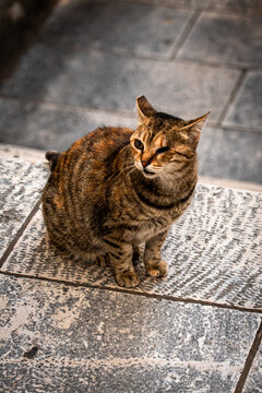 small striped brown and black cat sat down atop sone pathway tiled and staircase leading down squinting one eye looking left into distance with yellow eyes and warm summer light shining down