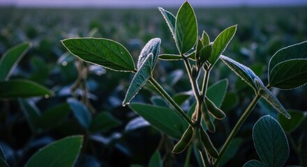 Fototapeta premium Close up of green soybean plants in a large field, early morning