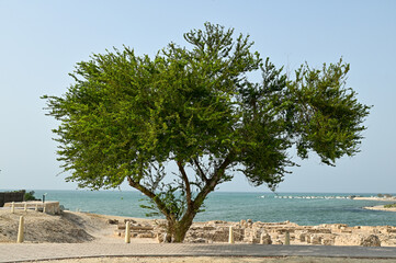バーレーン要塞の美しい風景Beautiful scenery of Bahrain Fort in the Middle East