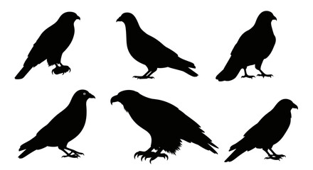 Fototapeta premium Bird Silhouettes Set, Various Hawk and Eagle Poses on White Background