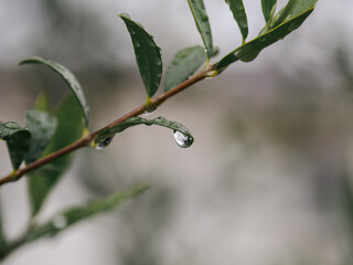 雨上がりの葉に残る水滴