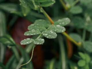 雨上がりの葉に残る水滴