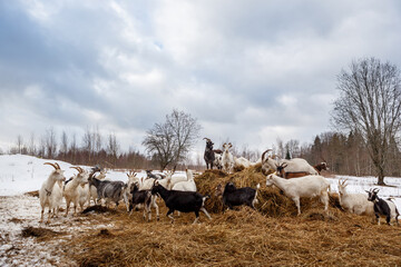 Herd of goats standing on hay in winter landscape
