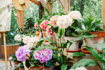 blooming peace lily with white spadix in floral greenhouse for indoor plant and wellness