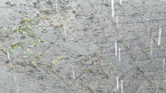 Close-up of heavy rain drops falling on a muddy ground and pavement. Intense rainfall during a storm creating a small stream of water flowing over the surfac