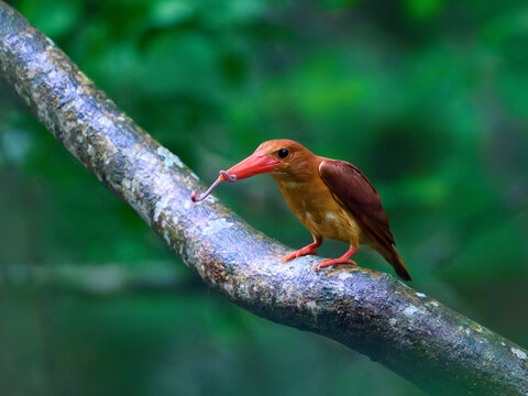 Ruddy Kingfisher (Halcyon coromanda) perched on a branch with an earthworm in its beak, with negative space, Shirakami-Sanchi, Japan.