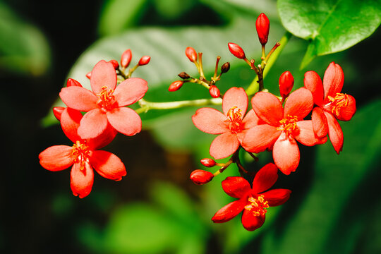 Beautiful red Peregrina flowers (Jatropha integerrima) blooming in the garden.