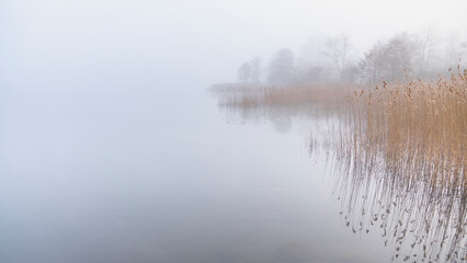Fototapeta premium Fog on the lake shore with dry reeds, tree. where would you go? on the way to nowhere, you found mist and fog. single tree and reed on the shore