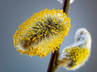 Spring close-up pussy willow  © Globus 60