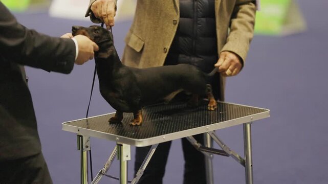 Judge examining a dachshund dog during a competition show
