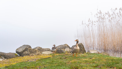 Wildgänse im Nebel am Ufer des Hallwilersee, wohin soll es gehen? Gänse fressen Gras und Würmer auf einer Wiese © Dieter