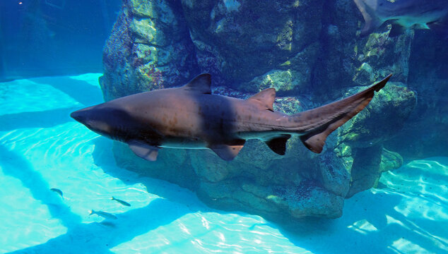 Cape Town, South Africa, February 5, 2025. Close-up of a bull shark, also known as the sand tiger shark, a fish found in South African waters. It is located in the Two Oceans Aquarium at Cape Town