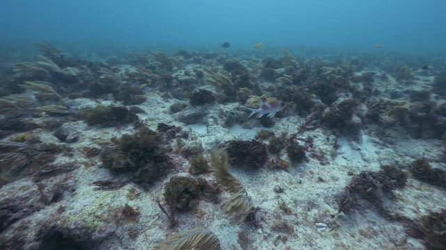 Underwater Holocentrus Adscensionis Squirrelfish swimming in strong current over coral reef and seabed