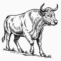 Fototapeta premium Bull isolated vintage illustration in black and white woodcut style. Detailed farm cattle hand-drawn vector line art on white background.