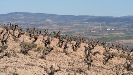 Fototapeta premium Hillside Vineyard with Gnarled Pruned Vines and Valley Landscape View