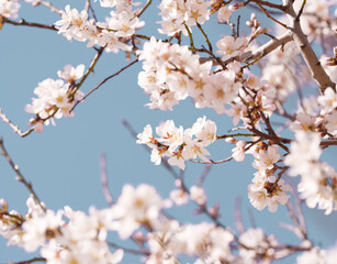 Obraz premium Almond Blossom Branches with Soft Bokeh Frame on Blue Sky