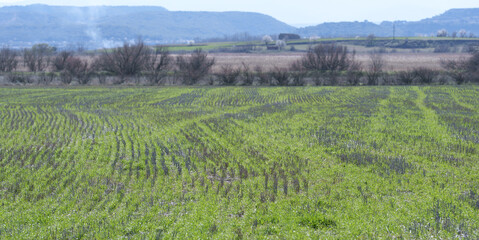 Fototapeta premium Green Crop Field With Tractor Tracks and Distant Hills in Spring