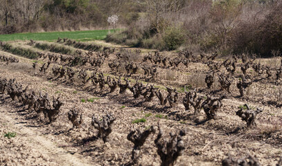 Fototapeta premium Pruned vineyard rows in early spring countryside landscape