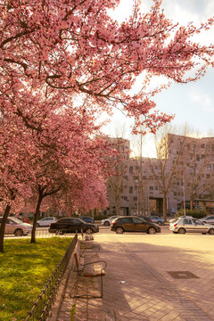 Floraci&oacute;n de la planta de Cerezos