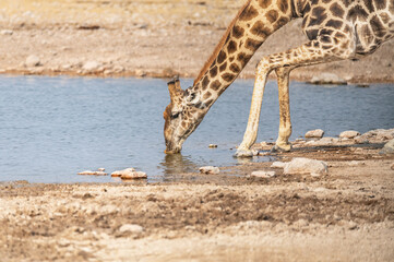 Giraffe drinking at a waterhole in Etosha National Park, Namibia, Africa © dvlcom